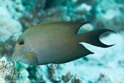 BD-131210-St-Johns-1104-Ctenochaetus-striatus-(Quoy---Gaimard.-1825)-[Striated-surgeonfish].jpg